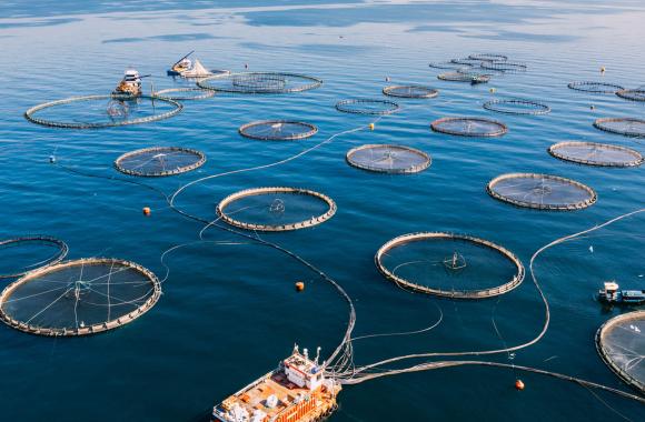 An image of an aquaculture facility