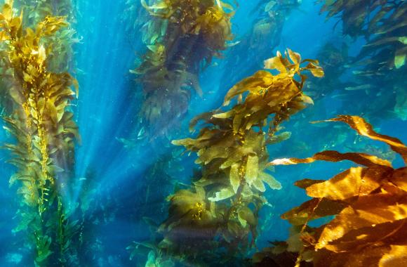 An image of seaweed drifting in the ocean