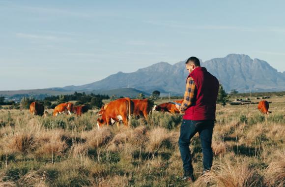 Rancher holding a tablet device walks among grazing cattle 