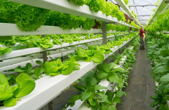 An image of a vertical farm featuring rows of vegetables
