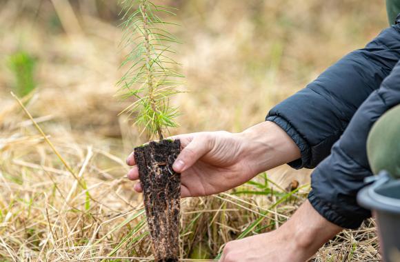Person planting a tree