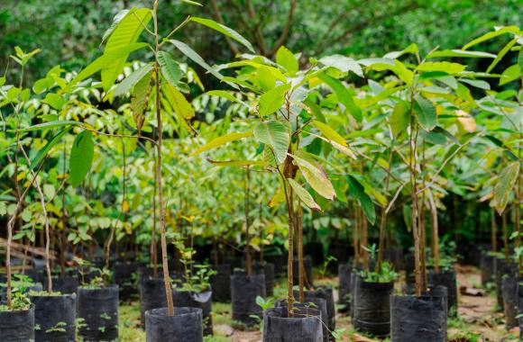 Tree saplings awaiting planting