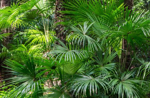 Subtropical forest