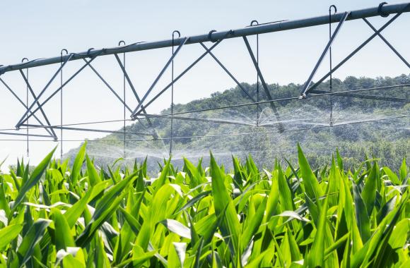An image of a sprinkler system watering a field of crops